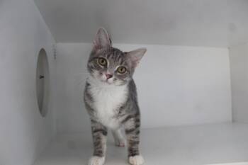 Prune -  Domestic Short Hair Cat for Adoption in Chestertown, Maryland - Prune | PetCurious