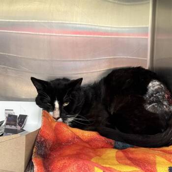 TUXEDO -  Domestic Short Hair Cat for Adoption in San Antonio, Texas - TUXEDO | PetCurious