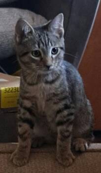 Domestic Short Hair Cats Available for Adoption in West Mifflin, Pennsylvania - Rei | PetCurious