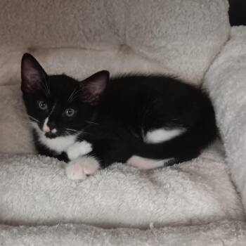 Figaro -  Domestic Short Hair Cat Available for Adoption in Jupiter, Florida - Figaro | PetCurious