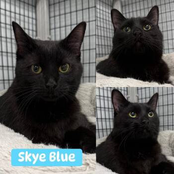 Domestic Short Hair Cats Available for Adoption - Skye Blue | PetCurious
