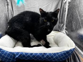 MAC -  Domestic Short Hair Cat for Adoption in Grovetown, Georgia - MAC | PetCurious