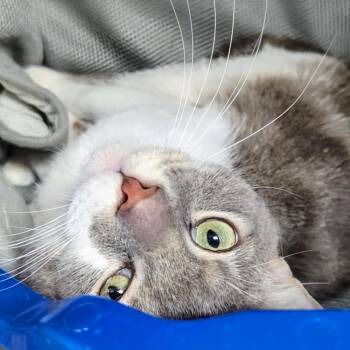 Rescue Domestic Short Hair Cats for Adoption in West Jefferson, Ohio - Ozzy | PetCurious