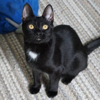 Domestic Short Hair Cats Available for Adoption - A&B: Ayla | PetCurious