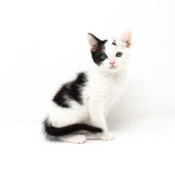 Yuri -  Domestic Short Hair Cat for Adoption in Florence, Arizona - Yuri | PetCurious