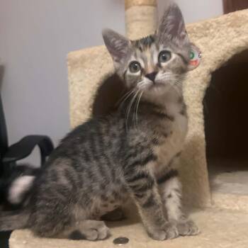 Paprika -  Domestic Short Hair Cat for Adoption - Paprika | PetCurious