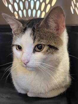 Rescue Domestic Short Hair Cats for Adoption in West Chester, Pennsylvania - Suites | PetCurious