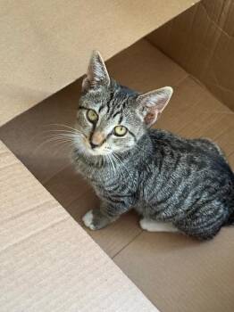 Rescue Tabby Cats for Adoption in New York, New York - Pewter | PetCurious