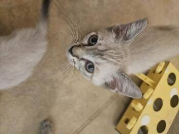 Desidora -  Siamese Cat for Adoption in Austin, Texas - Desidora | PetCurious