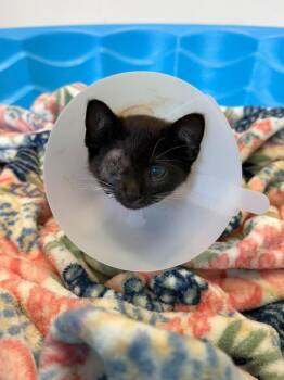 EMBER -  Domestic Short Hair Cat for Adoption in Chillicothe, Ohio - EMBER | PetCurious