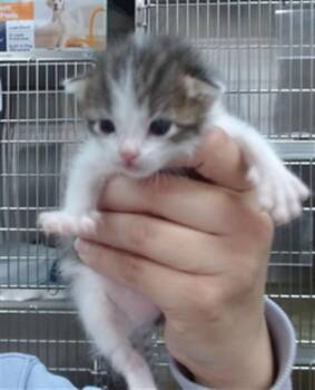 CLEO -  Domestic Short Hair Cat for Adoption in Salinas, California - CLEO | PetCurious