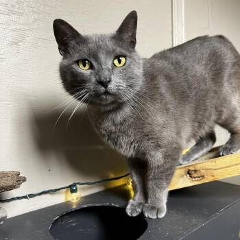 Pendleton -  Domestic Short Hair Cat Available for Adoption in Parrish, Alabama - Pendleton | PetCurious