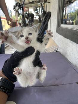 DUKE -  Domestic Short Hair Cat for Adoption in Palmetto, Florida - DUKE | PetCurious