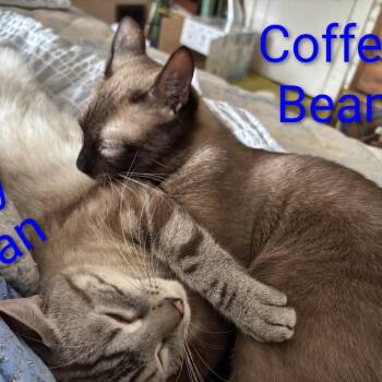 Coffee Bean bonded with Jelly Bean -  Siamese and Domestic Short Hair Cat for Adoption in Carmel, Indiana - Coffee Bean Bonded With Jelly Bean | PetCurious