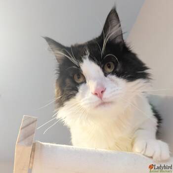 Domestic Medium Hair Cats Available for Adoption in Hamilton, Ontario - Shumardii | PetCurious