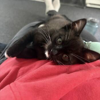 Domestic Short Hair Cats Available for Adoption in Ashland, Oregon - Beans | PetCurious