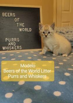 Modelo -  Domestic Short Hair Cat for Adoption in New Hartford, New York - Modelo | PetCurious