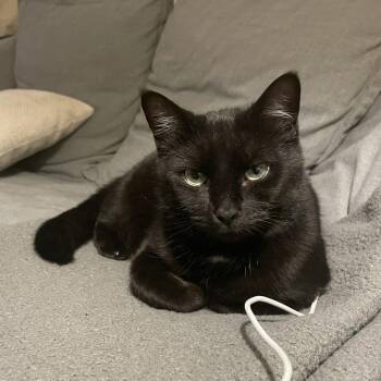 Domestic Short Hair Cats Available for Adoption - Roma | PetCurious