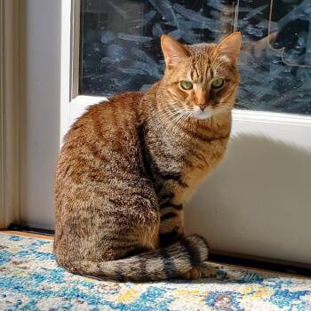 Rescue Domestic Short Hair Cats for Adoption in Morgan Hill, California - Butterscotch | PetCurious