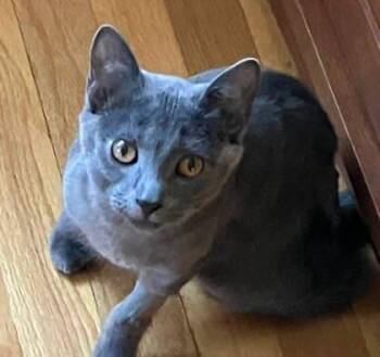 Starly -  Domestic Short Hair Cat Available for Adoption in Voorhees Township, New Jersey - Starly | PetCurious