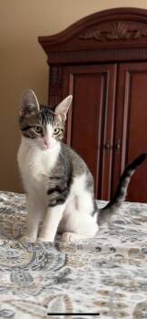 Rescue American Shorthair and Tabby Cats for Adoption in Tracy, California - Leia | PetCurious