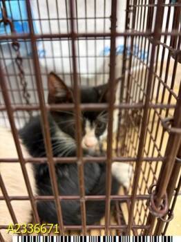DOLLY -  Domestic Short Hair Cat for Adoption in West Palm Beach, Florida - DOLLY | PetCurious
