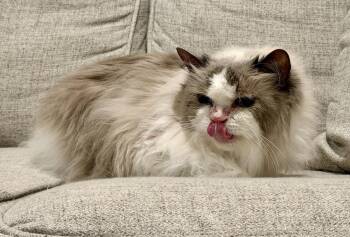 Phoenix -  Ragdoll Cat for Adoption in Wheaton, Illinois - Phoenix | PetCurious