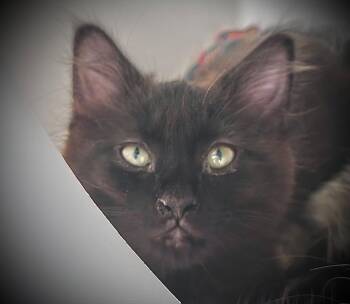 Rain -  Domestic Long Hair Cat for Adoption in Seattle, Washington - Rain | PetCurious