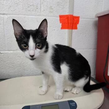 Oreo -  Domestic Short Hair Cat for Adoption in Edinburg, Texas - Oreo | PetCurious