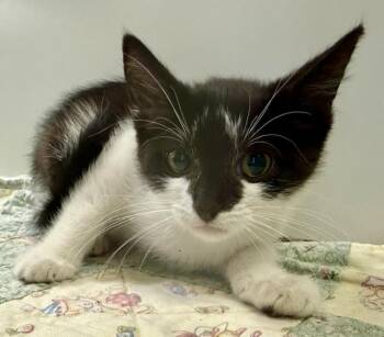 MOXIE -  Domestic Short Hair Cat for Adoption in Sarasota, Florida - MOXIE | PetCurious