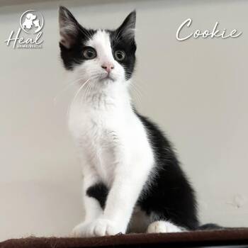 Cookie -  Domestic Short Hair Cat for Adoption in Youngwood, Pennsylvania - Cookie | PetCurious