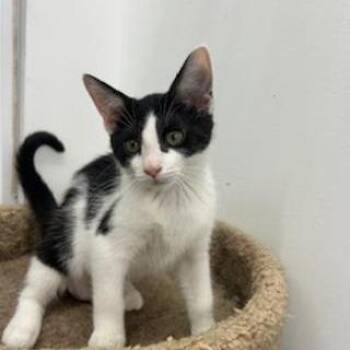 Domestic Short Hair Cats Available for Adoption - Lizzie | PetCurious