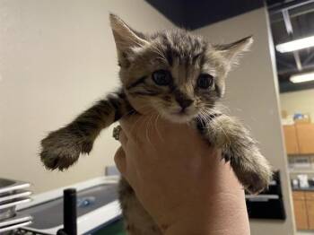 TAZ -  Domestic Short Hair Cat for Adoption in Modesto, California - TAZ | PetCurious