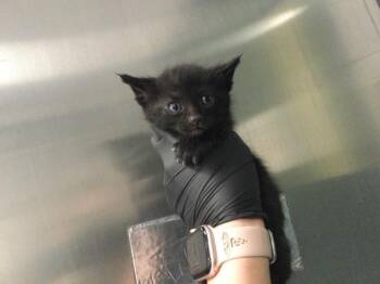 Domestic Short Hair Cats Available for Adoption in Thousand Palms, California - A1910234 | PetCurious
