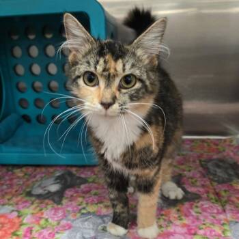 Domestic Medium Hair Cats Available for Adoption in Williston, Florida - Bonita | PetCurious