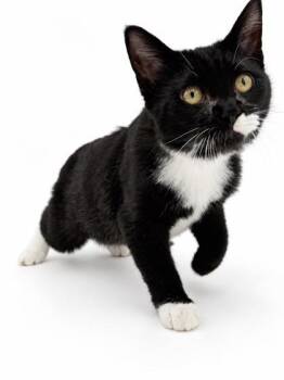 Figaro & Fivel -  Domestic Short Hair Cat for Adoption in Bowling Green, Kentucky - Figaro & Fivel | PetCurious
