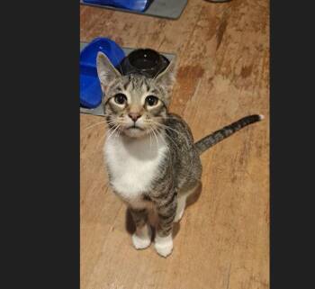 Rescue Domestic Short Hair Cats for Adoption in Menasha, Wisconsin - Tippy | PetCurious