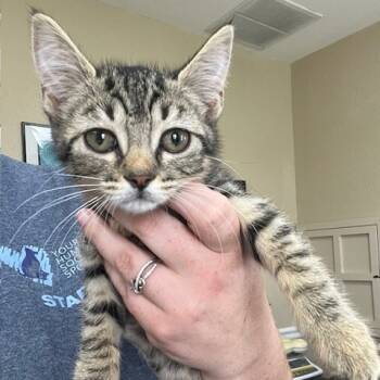 Rescue Domestic Short Hair Cats for Adoption in Lake Panasoffkee, Florida - Lyft | PetCurious