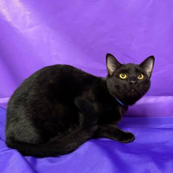 Kipper -  Domestic Short Hair Cat for Adoption in North Myrtle Beach, South Carolina - Kipper | PetCurious