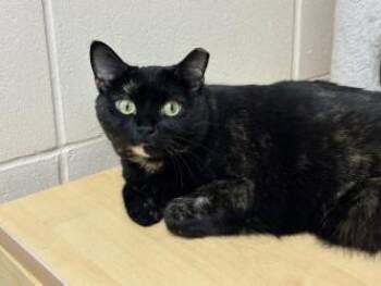 Boo -  Domestic Short Hair Cat for Adoption in Golden Valley, Minnesota - Boo | PetCurious