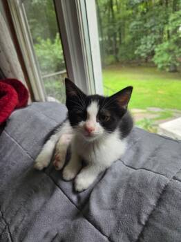 Fovea -  Domestic Short Hair Cat for Adoption in New Milford, Connecticut - Fovea | PetCurious