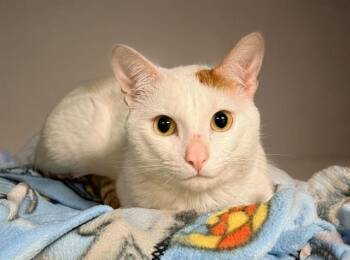 DOGO -  Domestic Short Hair Cat for Adoption in Fort Lauderdale, Florida - DOGO | PetCurious