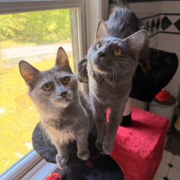 Domestic Medium Hair Cats Available for Adoption - Zeus & Hera | PetCurious