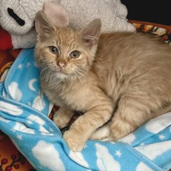 Rescue Domestic Medium Hair Cats for Adoption in Morgan Hill, California - Konbini | PetCurious