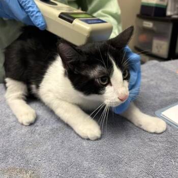 Austin -  Domestic Short Hair Cat for Adoption in Tempe, Arizona - Austin | PetCurious