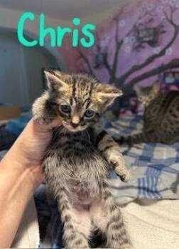 Domestic Short Hair Cats Available for Adoption in Ruskin, Florida - Chris | PetCurious
