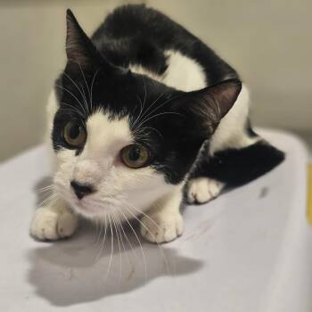 Dani 1 -  Domestic Short Hair Cat for Adoption in Tampa, Florida - Dani 1 | PetCurious