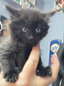 Jessica -  Domestic Long Hair Cat for Adoption in Hinckley, Illinois - Jessica | PetCurious