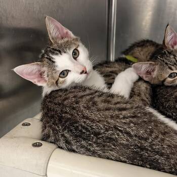 Vortex -  Domestic Short Hair Cat for Adoption in Concord, North Carolina - Vortex | PetCurious