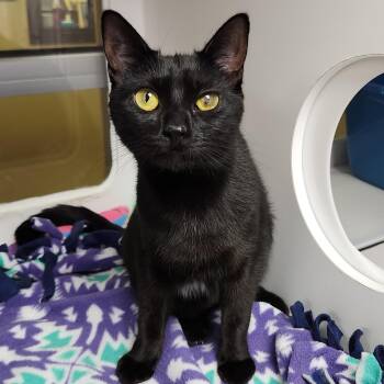 Clarice -  Domestic Short Hair Cat for Adoption in Marshfield, Wisconsin - Clarice | PetCurious